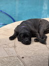 Athena