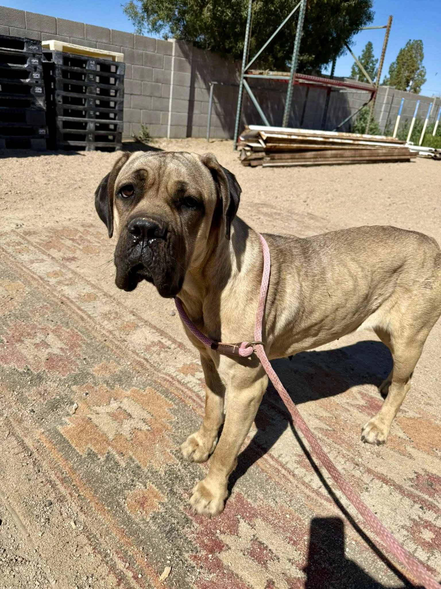 Lexi  - I Was Adopted