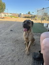 Lexie
