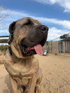 Enzo