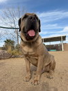 Enzo