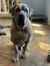 Enzo