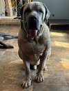 Enzo