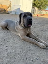 Enzo