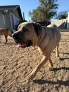 Enzo