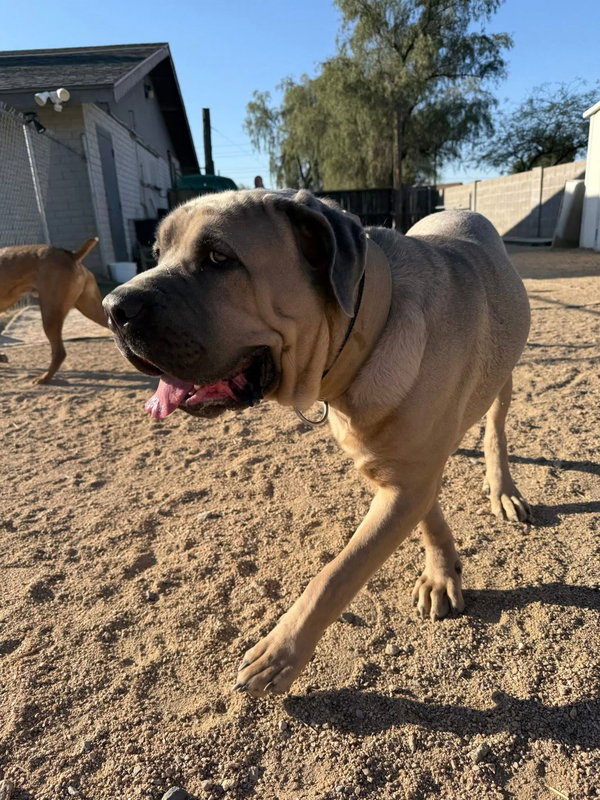 Enzo