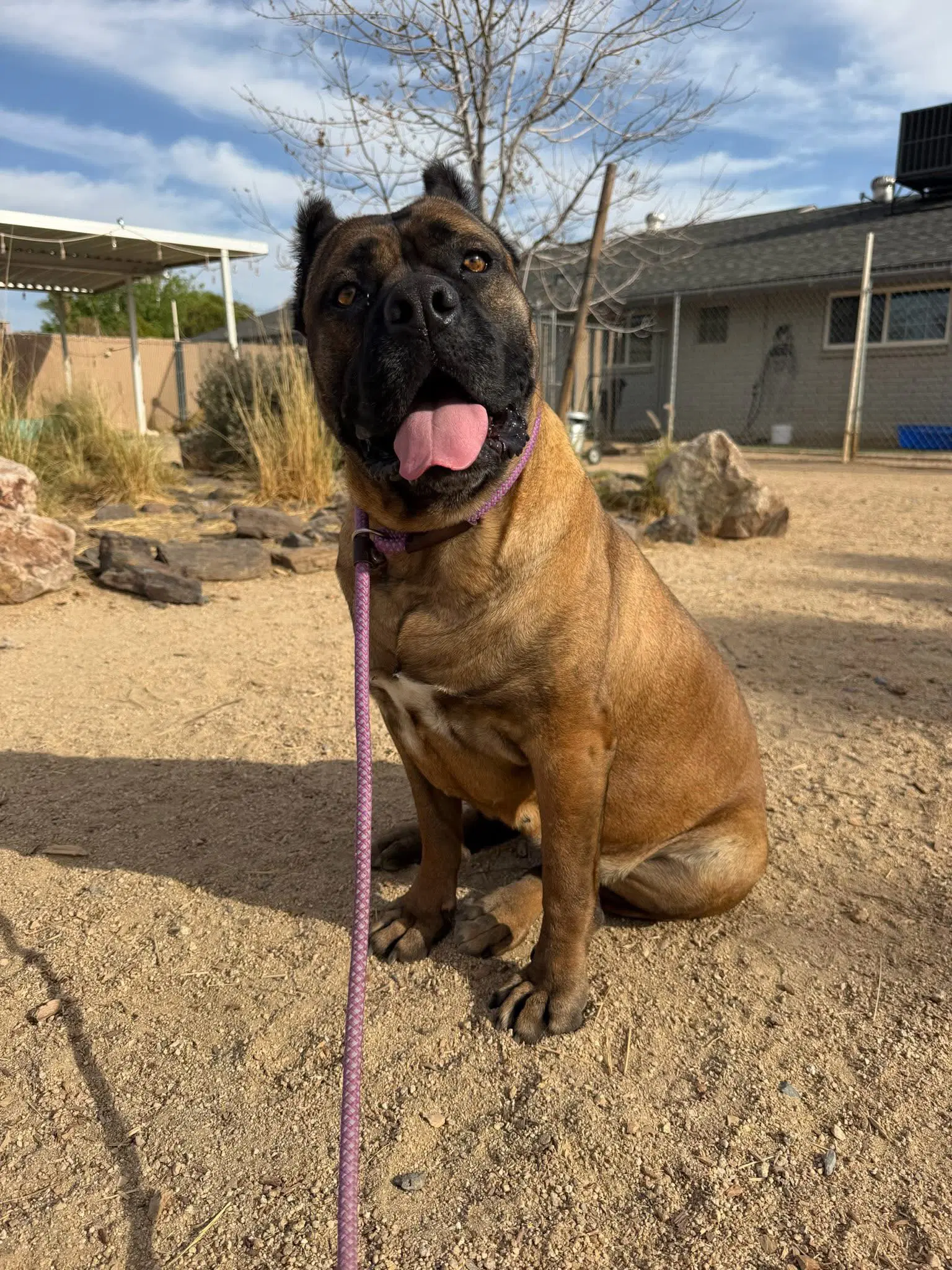 Guccianna - I Was Adopted - Cane Corso Mastiff