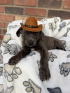 Aladdin puppy