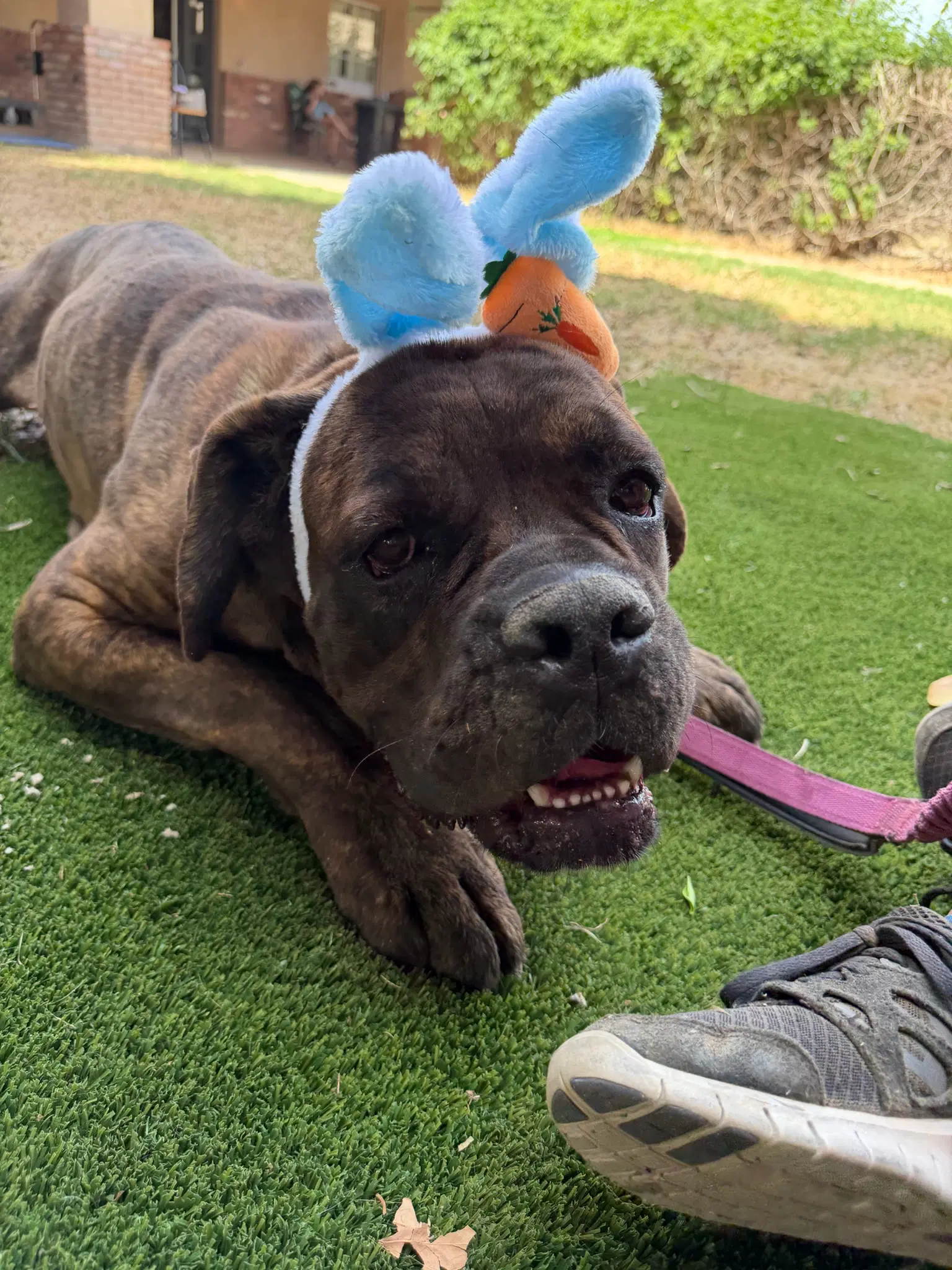 Bear - Cane Corso Mastiff
