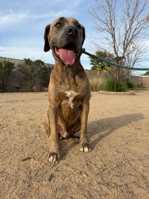 Toby, an adoptable Mastiff in Goodyear, AZ