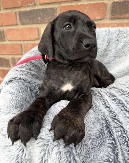 WOODY - Cane Corso Mastiff available for adoption