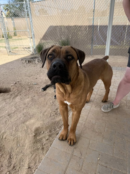 CARLOS - Mastiff available for adoption