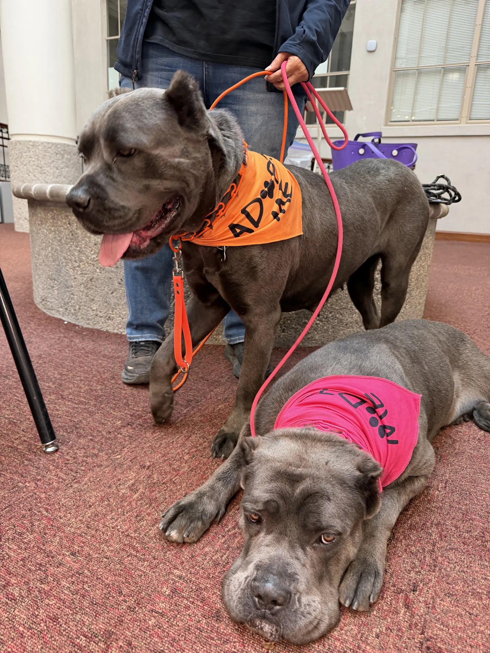 Cookie - Cane Corso Mastiff