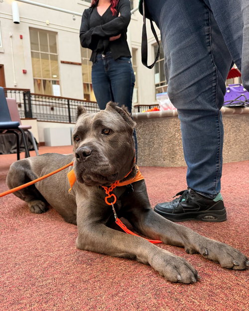 Daphne, an adoptable Cane Corso Mastiff in Goodyear, AZ