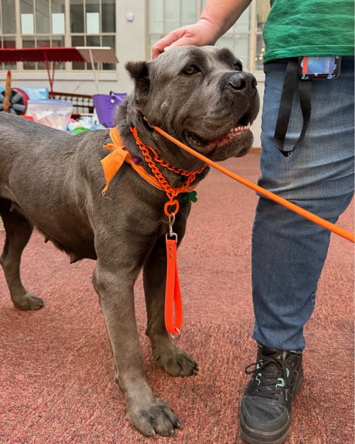 DAPHNE - Cane Corso Mastiff available for adoption