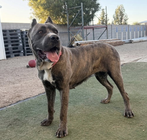 Bellatrix, an adoptable Cane Corso Mastiff in Goodyear, AZ