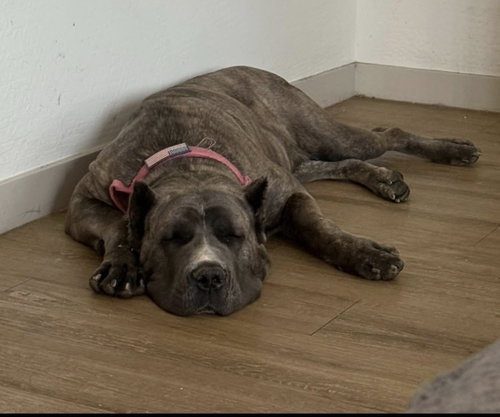 BELLATRIX - Cane Corso Mastiff available for adoption