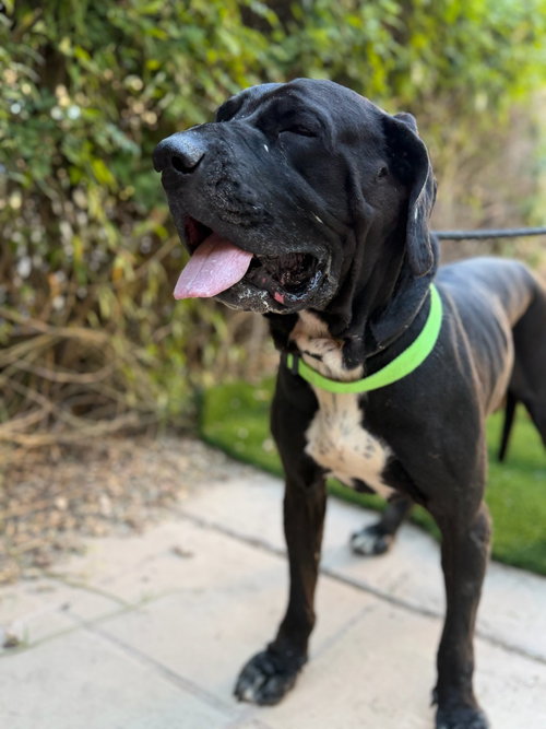 MAGIC - Mastiff available for adoption