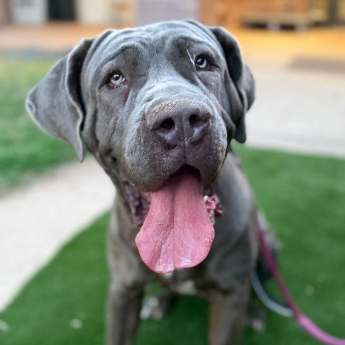 Xena, an adoptable Cane Corso Mastiff in Goodyear, AZ