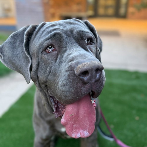 XENA - Cane Corso Mastiff available for adoption