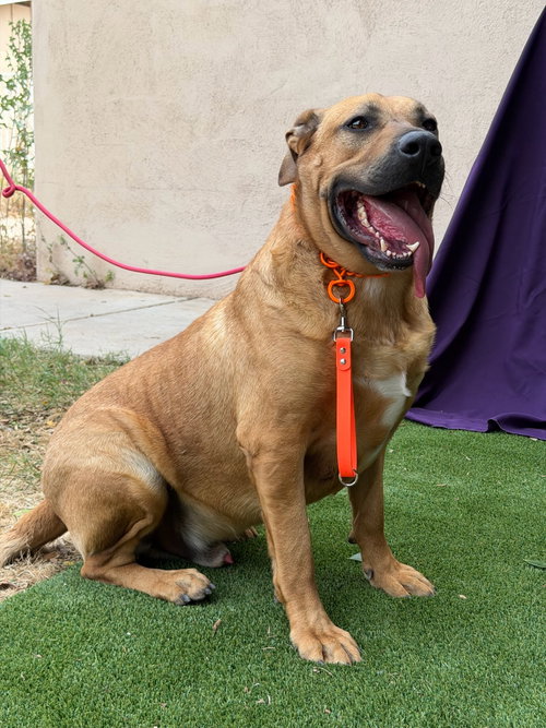 TRAPPER - Mastiff available for adoption