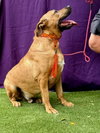 Trapper - Photo 3