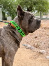 Max - Photo 2