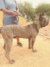Max - Photo 6