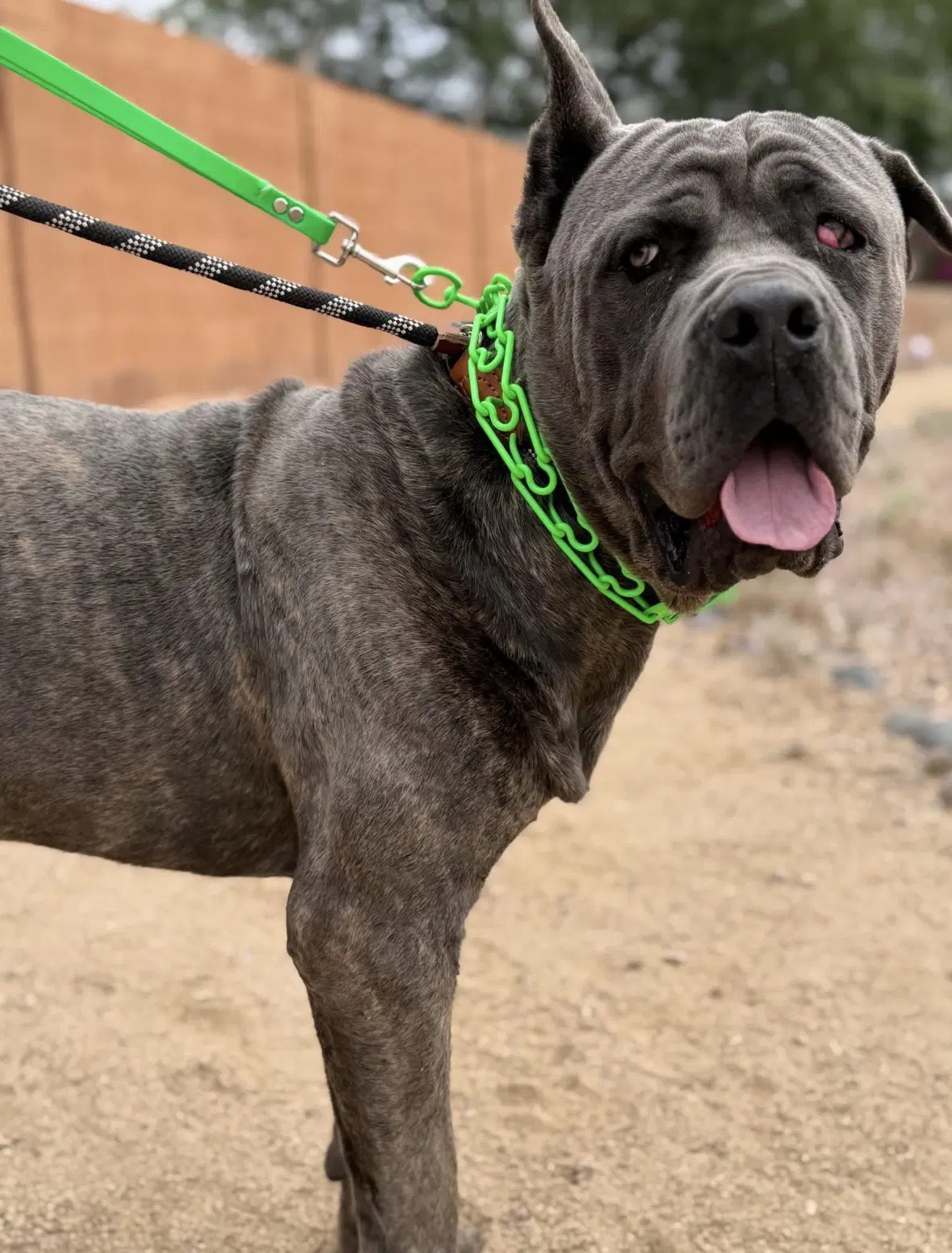 Max - Cane Corso Mastiff