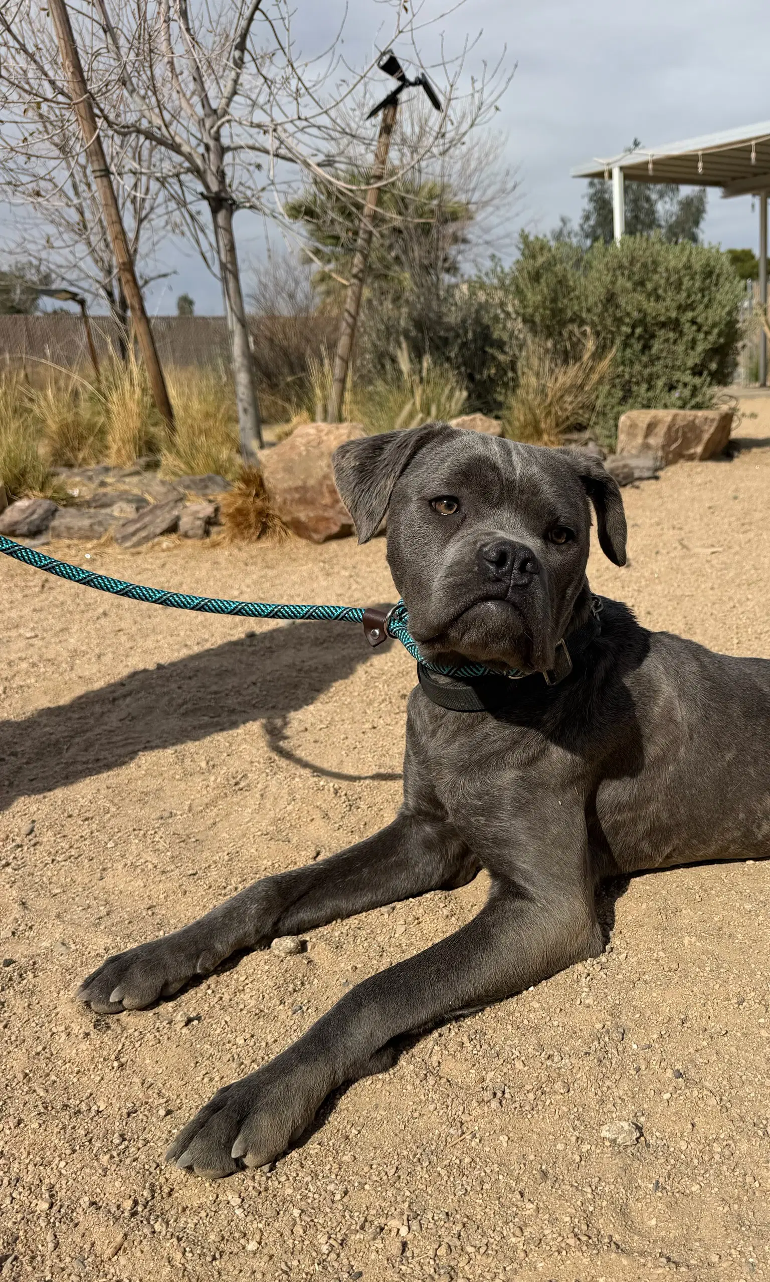 Arwen - Cane Corso Mastiff