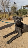 Arwen - Photo 1