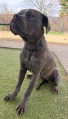 Arwen - Photo 2