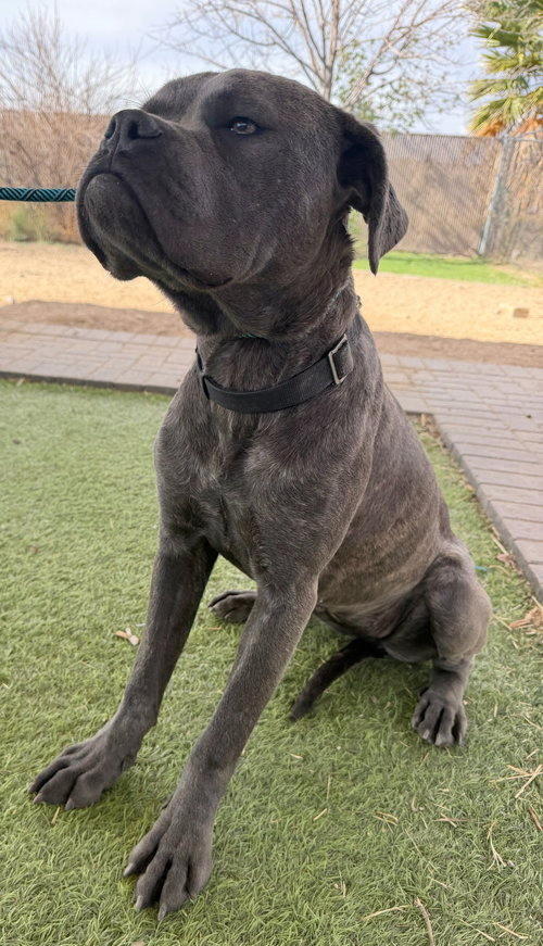 ARWEN - Cane Corso Mastiff available for adoption