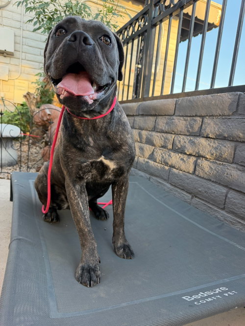 ZOE - Cane Corso Mastiff available for adoption