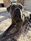 Zoe - Photo 5