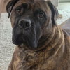 Ember - adopted