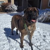 Ember - adopted