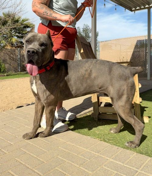 James Dean, an adoptable Cane Corso Mastiff in Goodyear, AZ