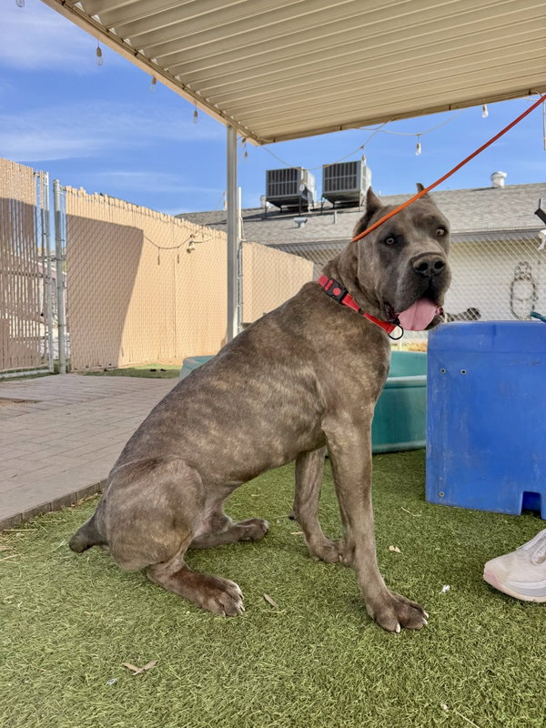James Dean - ADOPTED