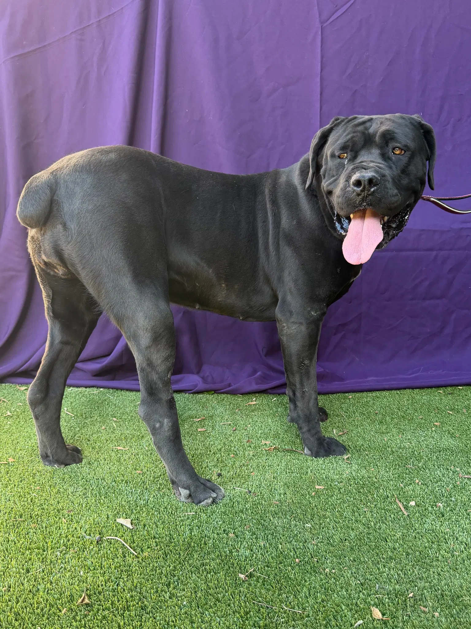 Beauty - Mastiff
