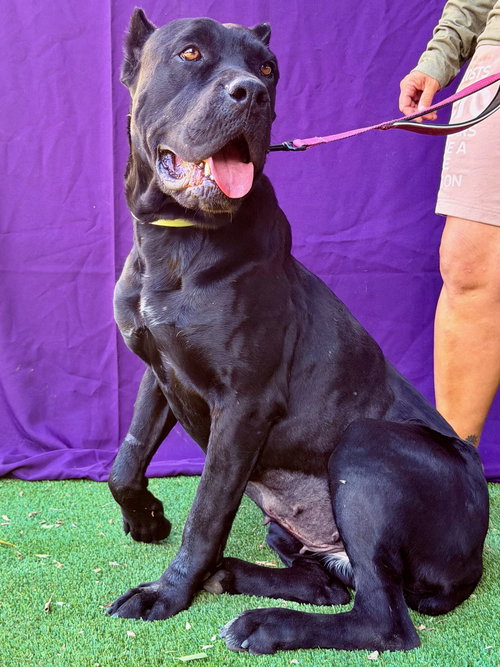 Tamara, an adoptable Cane Corso Mastiff in Goodyear, AZ