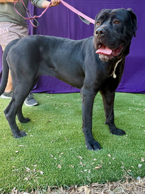 Raini, an adoptable Cane Corso Mastiff in Goodyear, AZ