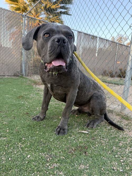 Waldo, an adoptable Cane Corso Mastiff in Goodyear, AZ
