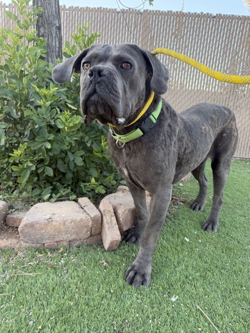 WALDO - Cane Corso Mastiff available for adoption
