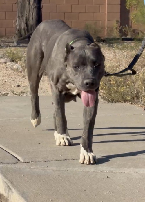Dallas, an adoptable Cane Corso Mastiff in Goodyear, AZ