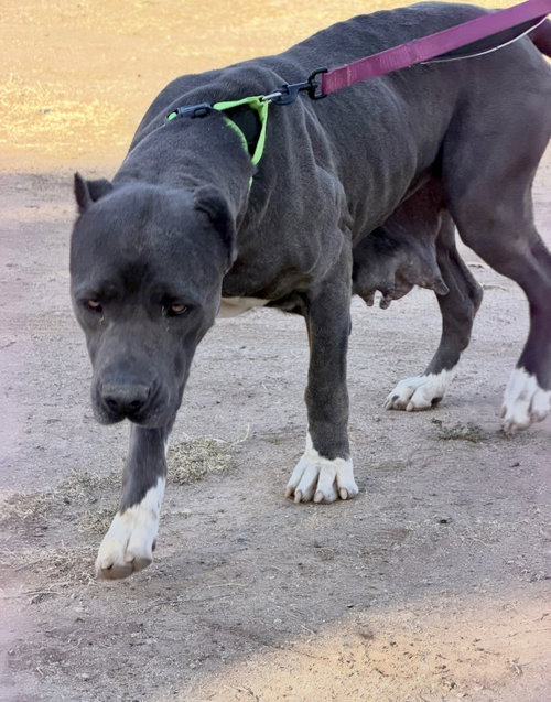 DALLAS - Cane Corso Mastiff available for adoption