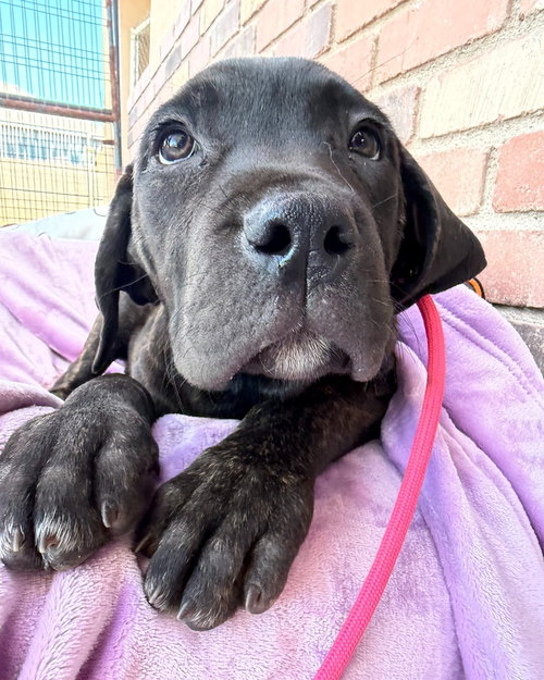 Beldar, an adoptable Cane Corso Mastiff in Goodyear, AZ