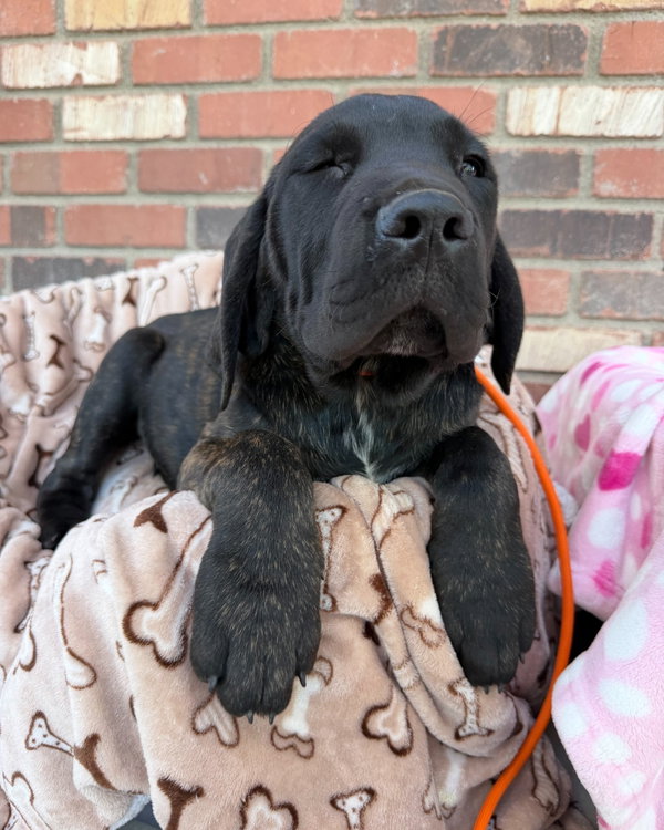 Bruce Bogtrotter - ADOPTED