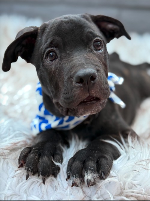 NOELLE - ADOPTION PENDING