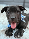 Noelle - ADOPTION PENDING - Photo 2